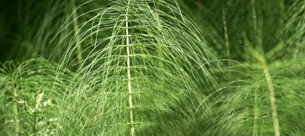 prele-et-silicium-toutes-les-vertus-des-plantes-medicinales-dans-une-petite-fleur