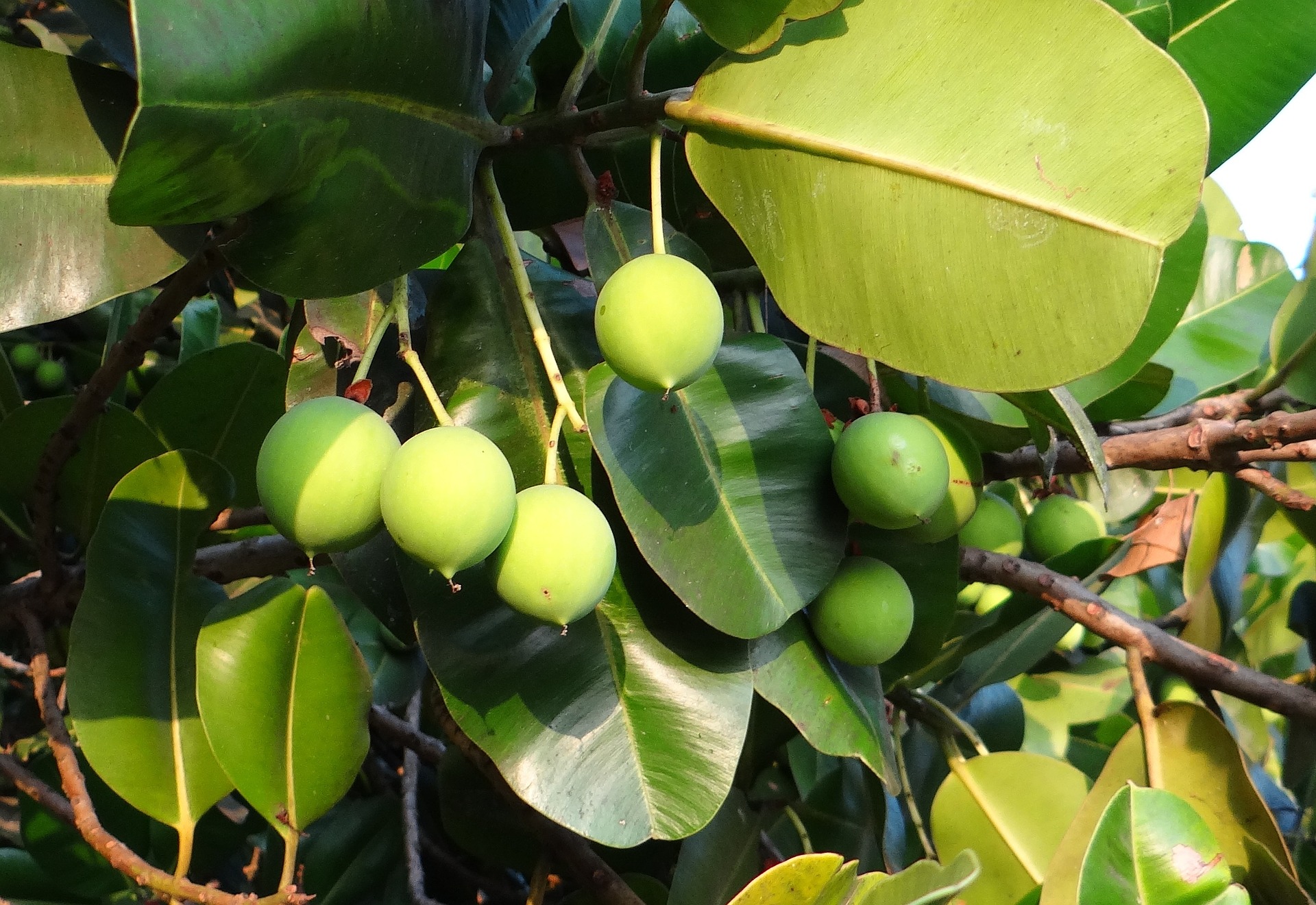 Les bienfaits de l’huile de calophylle sur les cernes