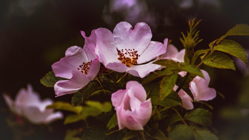 Les fleurs de Bach, qu’est-ce que c’est ?