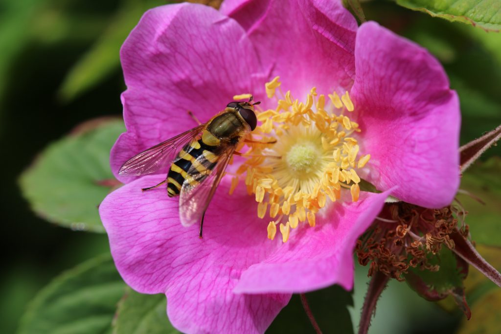 fleur de bach wildrose