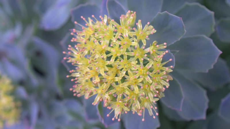 Quand prendre de la Rhodiola ?